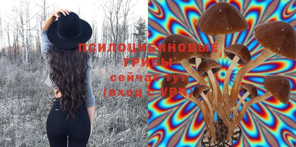 сатива Вяземский